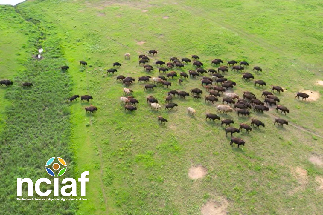 Indigenous Prairie Bison Initiative: Supporting Bison Stewardship Across the Prairies